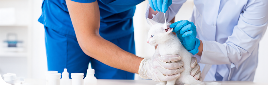 반려동물 보건분야, 동물보건사(국가자격증), 동물병원/의료센터, 유기동물보호소, 동물원