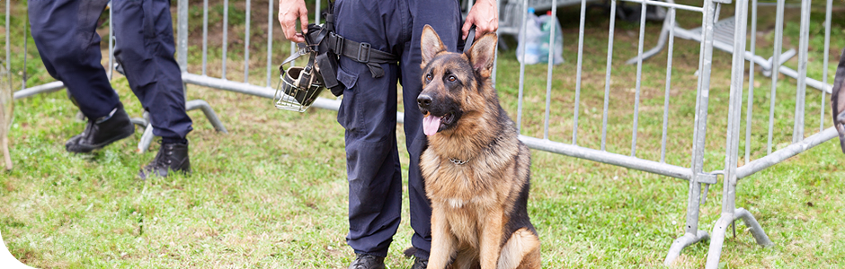 반려동물 훈련분야, 반려동물행동지도사(국가자격증), 반려견지도사, 반려견행동상담사, 반려동물행동교정사, 반려동물 훈련소, 반려동물 유치원, 반려동물 카페, 행동교정사, 동물매개치료센터