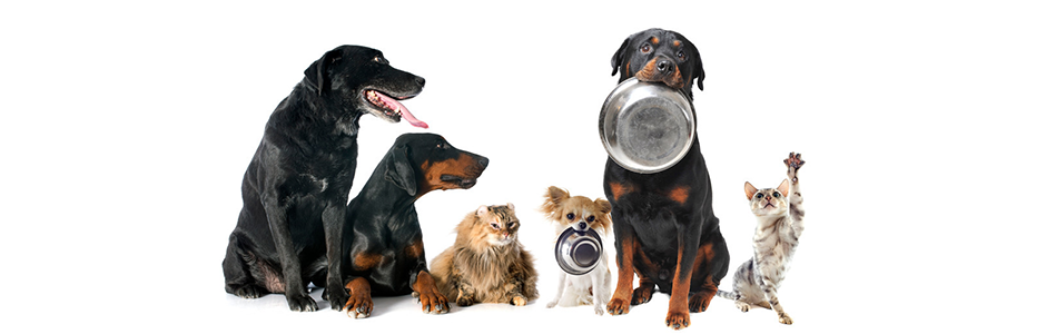 반려동물 산업분야, 반려동물관리사, 반려동물종합관리사, 펫시터, 펫푸드스타일리스트, 반려동물브리더, 반려동물 용품점, 동물 사료 업체, 반려동물 장례식장, 펫샵, 동물용의약품업체