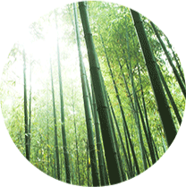 울산대학교의 교목인 대나무의 이미지